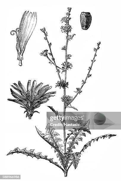 chicory (cichorium intybus) - chicory stock illustrations