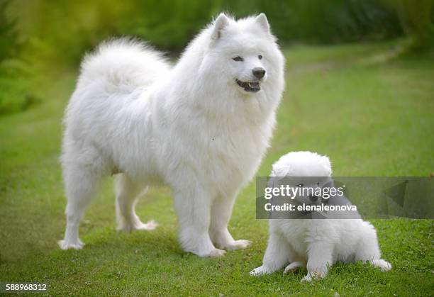 samoyed dog on the lawn with her puppies - samojeed stockfoto's en -beelden