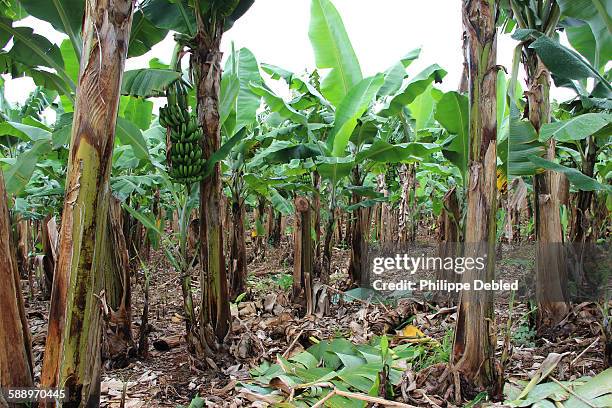 inside a banana tree plantation - plantain stock pictures, royalty-free photos & images