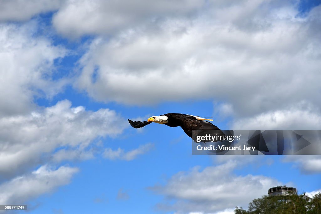 Bald eagle