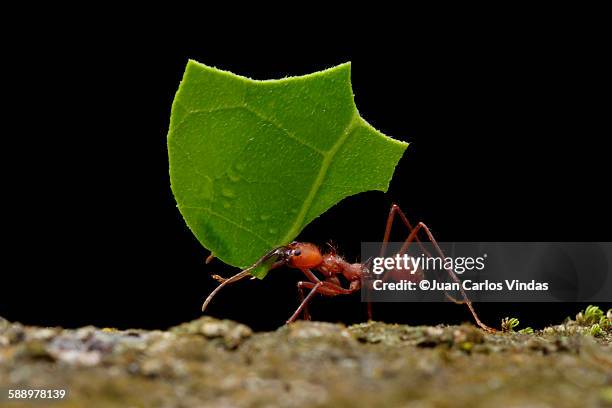 leaf-cutter ant - bladskärarmyra bildbanksfoton och bilder