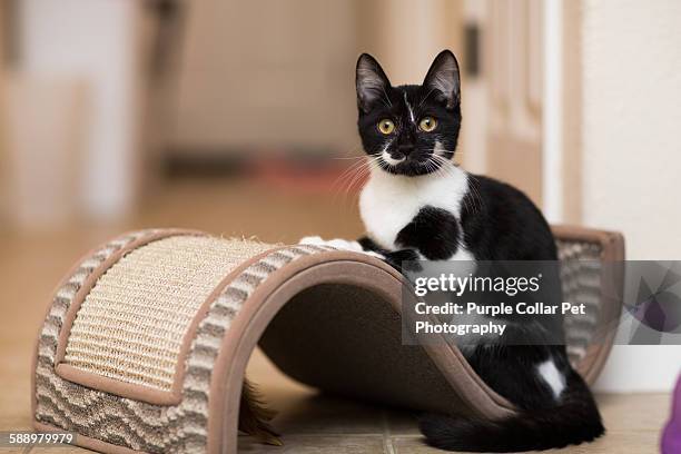 kitten resting on cat toy - cat with collar stockfoto's en -beelden