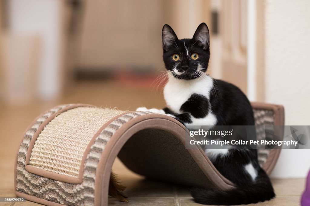 Kitten Resting on Cat Toy