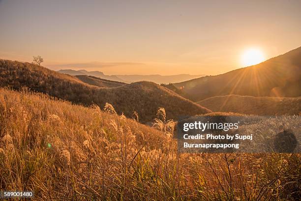sunset on the grassy meadow - yellow sky with strong sun stock pictures, royalty-free photos & images