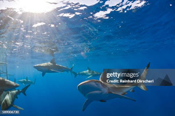 galapagos sharks (carcharhinus galapagensis), oahu, pacific ocean, hawaii, usa - ペレスメジロザメ ストックフォトと画像
