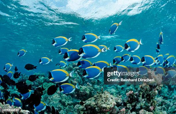 Sargoon Fish Surgeon Fish Photos and Premium High Res Pictures - Getty Images