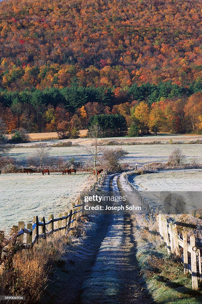 Morning Frost on Rural Road
