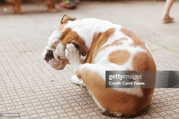 english bulldog puppy scratching fleas - parasitic stock pictures, royalty-free photos & images
