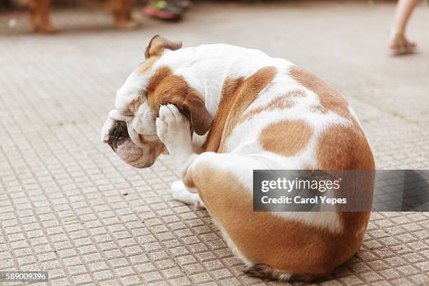 english bulldog puppy scratching fleas - esfregando tocar - fotografias e filmes do acervo