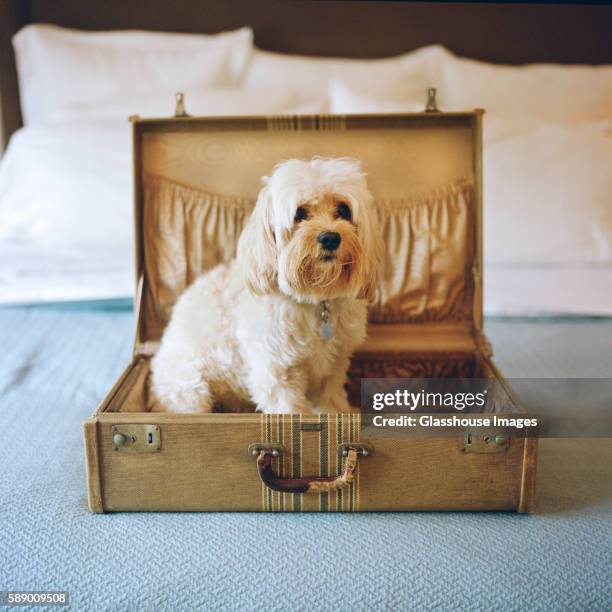 small white dog sitting in suitcase on bed - dog suitcase stock pictures, royalty-free photos & images