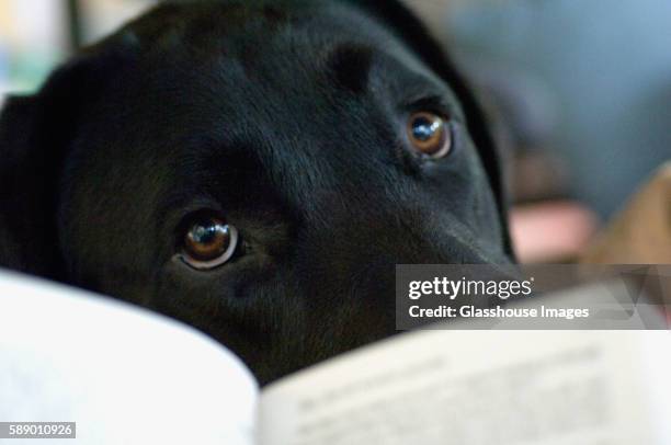 dog's eyes - sad eyes stock pictures, royalty-free photos & images