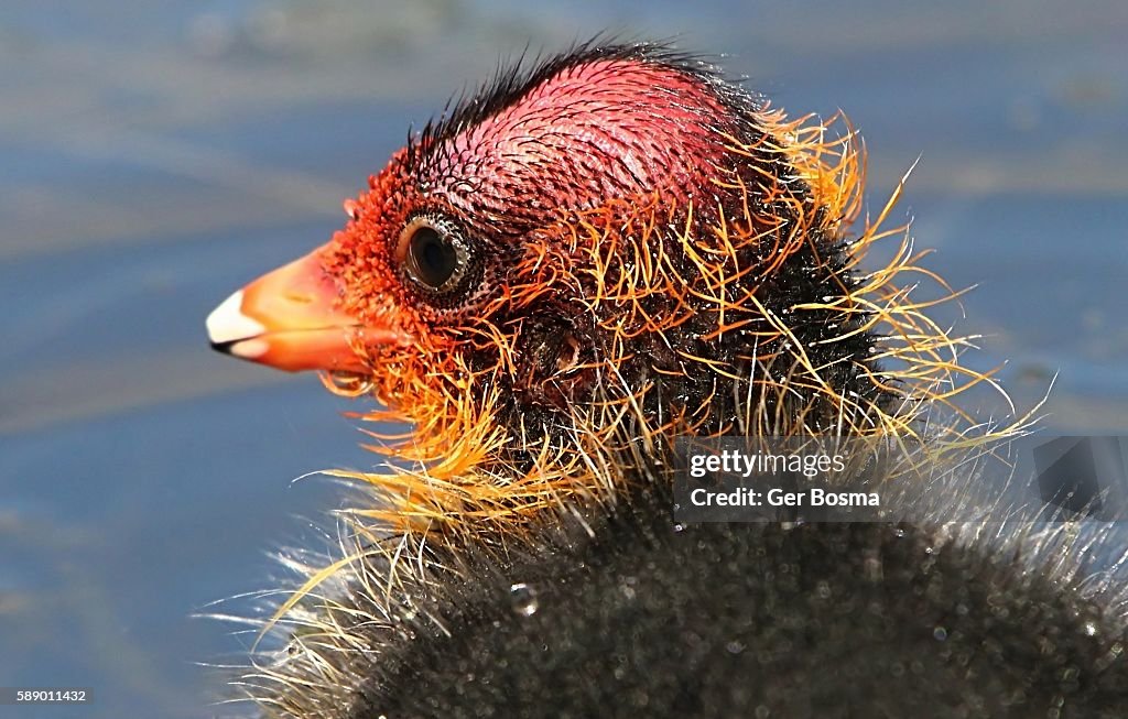 Baby Eurasian Coot Portrait