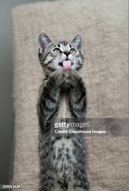 striped kitten with tongue sticking out - cat sticking tongue out stock pictures, royalty-free photos & images