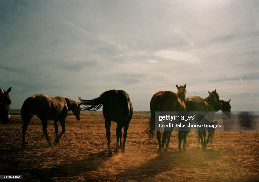 Herd of Horses, Rear View, Texas, USA