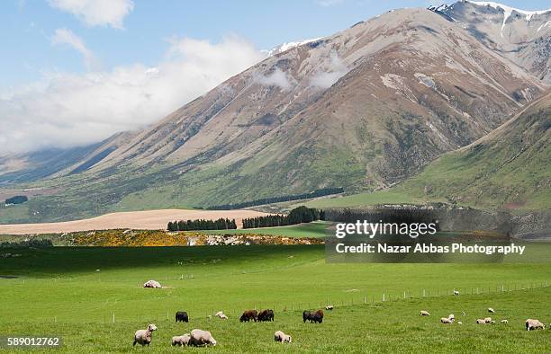 cattle with backdrop of mountains. - gado holstein friesian imagens e fotografias de stock