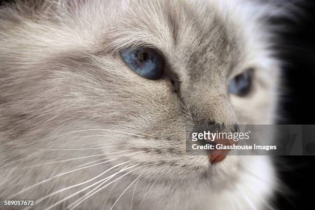 cat with blue eyes, portrait - cat profile stock pictures, royalty-free photos & images