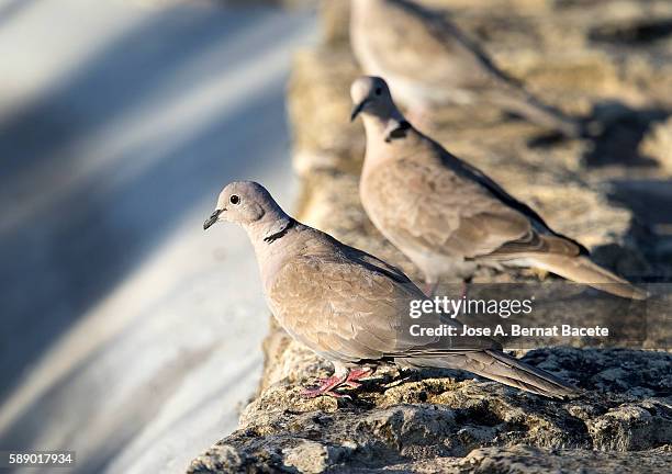 flock of birds eurasian collared-dove (streptopelia decaocto) . spain - columbiformes stock-fotos und bilder