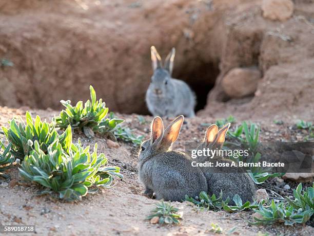 151 Hairy Cave Pictures Stock Photos, High-Res Pictures, and Images ...