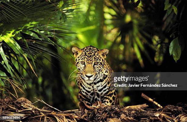 a young jaguar (panthera onca) photographed between the lush jungle of central america, belize. looking at camera. - jaguar stockfoto's en -beelden