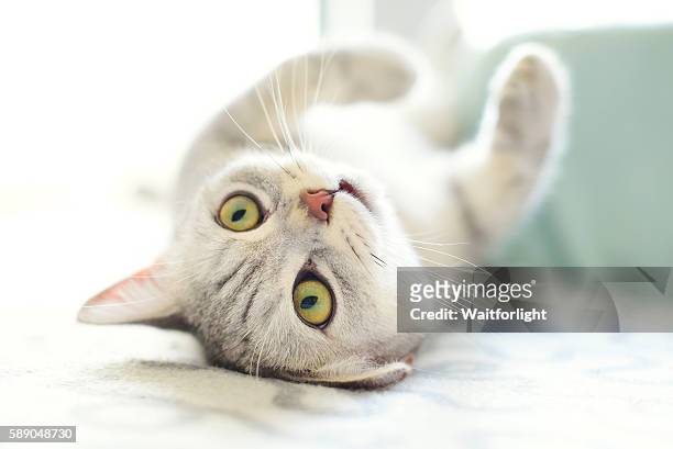 lovely cat with gray-white hair - tabby cat stock pictures, royalty-free photos & images