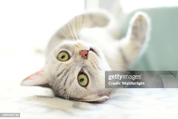 lovely cat with gray-white hair - silver tabby kitten stock pictures, royalty-free photos & images