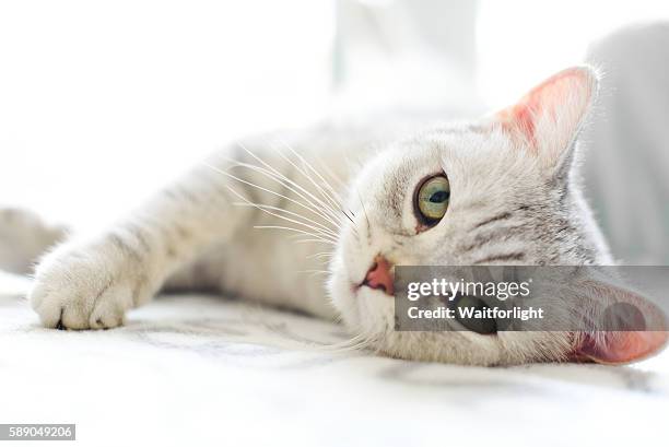 lovely cat with gray-white hair - cat white background stock-fotos und bilder