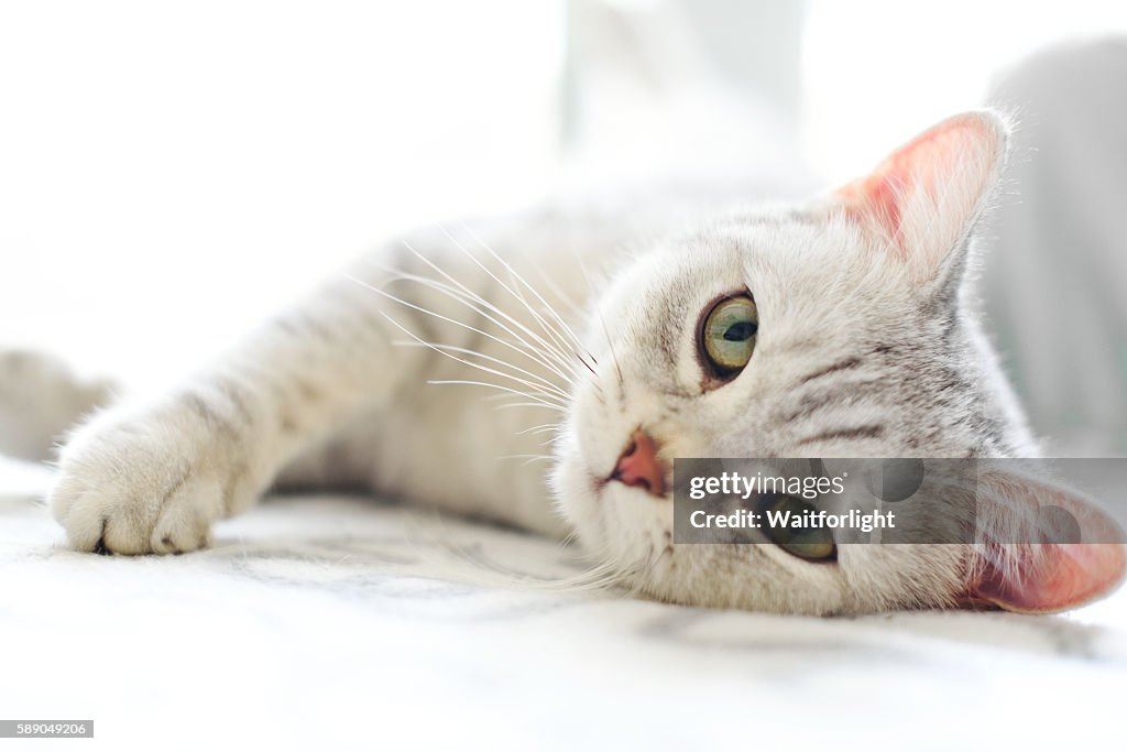 Lovely cat with gray-white hair