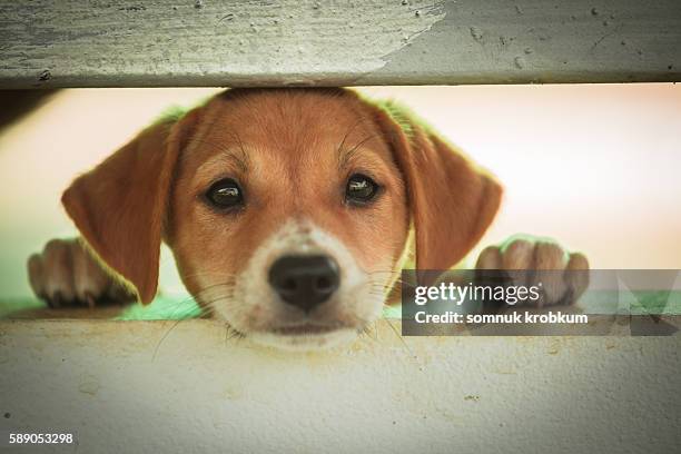 little dog in cage. - puppy eyes stock pictures, royalty-free photos & images