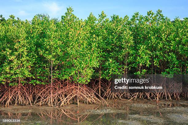 mangrove tree - mangroves stock pictures, royalty-free photos & images