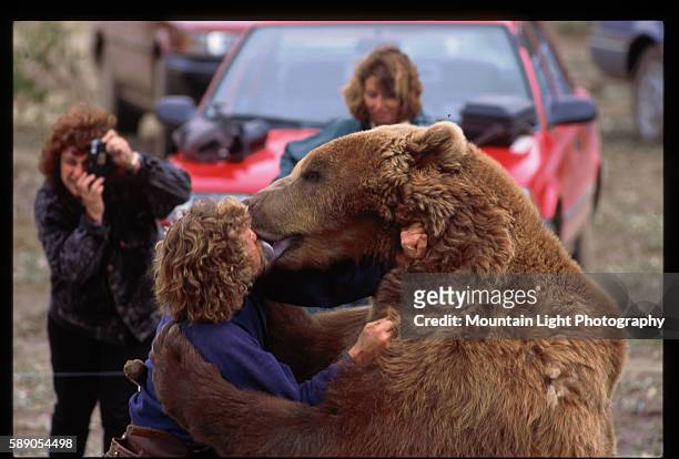 Bart, an Alaskan brown bear, kisses his trainer Doug Seus on the film set of White Fang. Haines, Alaska.