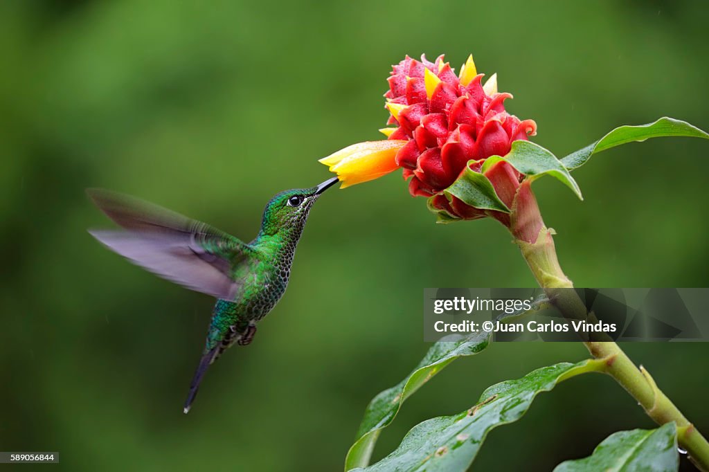 Green-crowned Brilliant