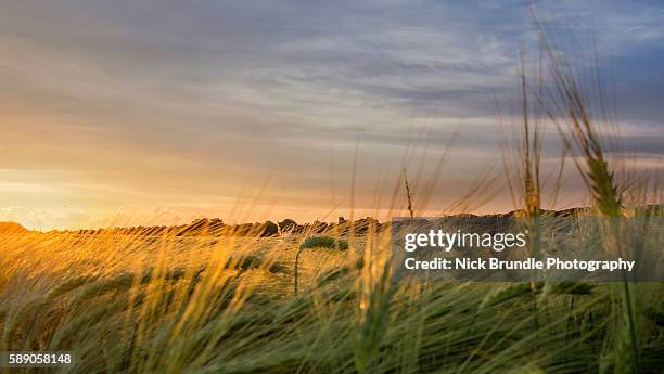 golden brown - barley stock-fotos und bilder