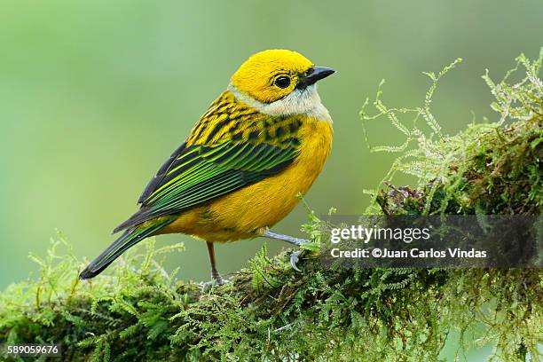 silver-throated tanager - tanager stock pictures, royalty-free photos & images