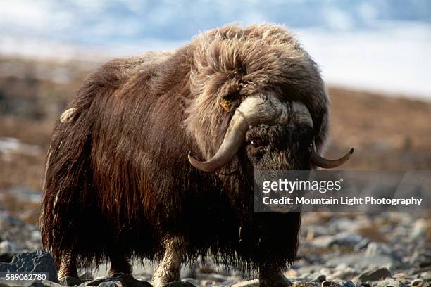 Closeup of Tagged Musk Ox in the Wild