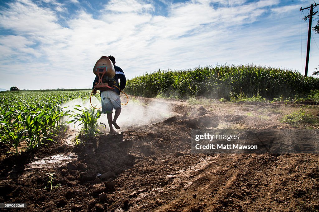 A Farmer Spraying Corn in Mexico