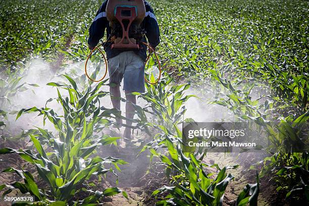 a farmer spraying corn in mexico - crop sprayer imagens e fotografias de stock