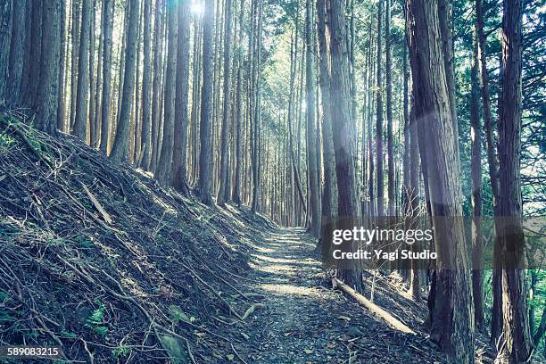 mountain trails of mount hiei - mount hiei stock pictures, royalty-free photos & images