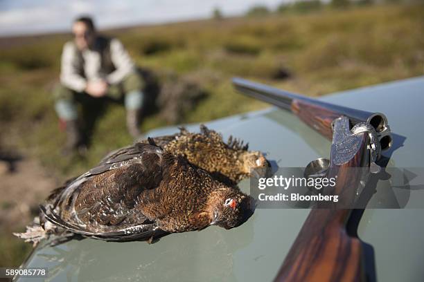 Premium Connaught 12 bore shotgun, manufactured by William Evans, lies next to shot grouse on the hood of a Land Rover Defender automobile during a...