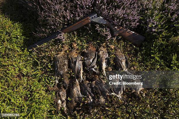 Heritage 20 bore shotgun, manufactured by Browning Arms Co., lies on the ground by shot grouse during a walked up grouse shoot on Egton High Moor in...