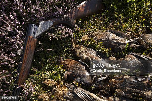 Heritage 20 bore shotgun, manufactured by Browning Arms Co., lies on the ground by shot grouse during a walked up grouse shoot on Egton High Moor in...