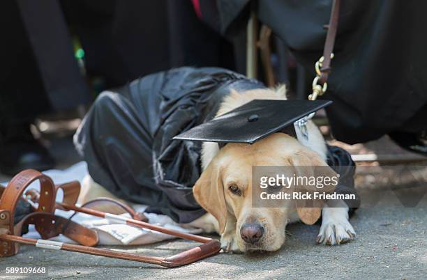 Dog wears a cap and gown during Harvard commencement ceremonies at Harvard University in Cambridge, MA o May 29, 2014.