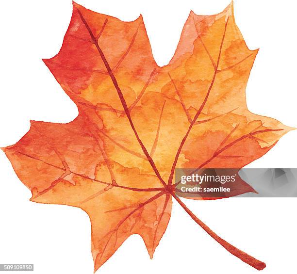 illustrations, cliparts, dessins animés et icônes de feuille d’érable en automne - aquarelle - automne feuilles