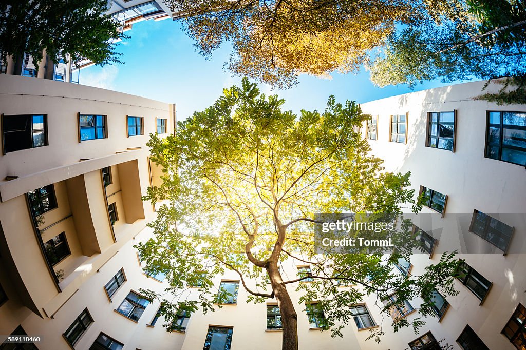 Albero verde surounded da case residenziali