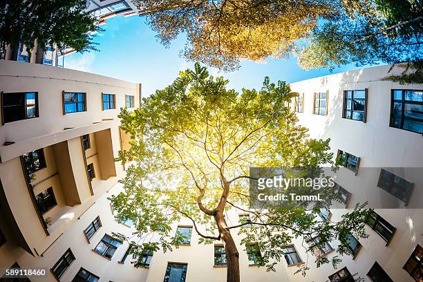 green tree surounded by residential houses - city stockfoto's en -beelden