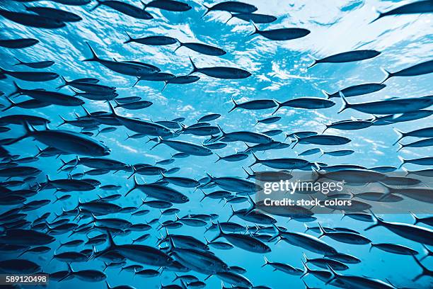 peces tropicales submarino - school of fish fotografías e imágenes de stock