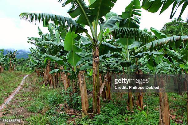path in the middle of a banana plantation, brazil - plantain stock pictures, royalty-free photos & images