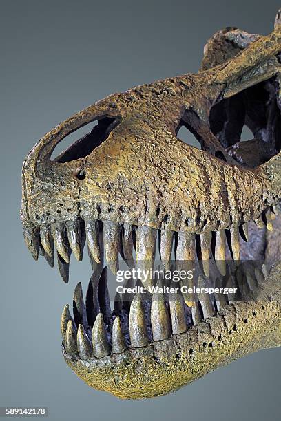 tyrannosaurus rex, fossil - t rex fossil stock pictures, royalty-free photos & images