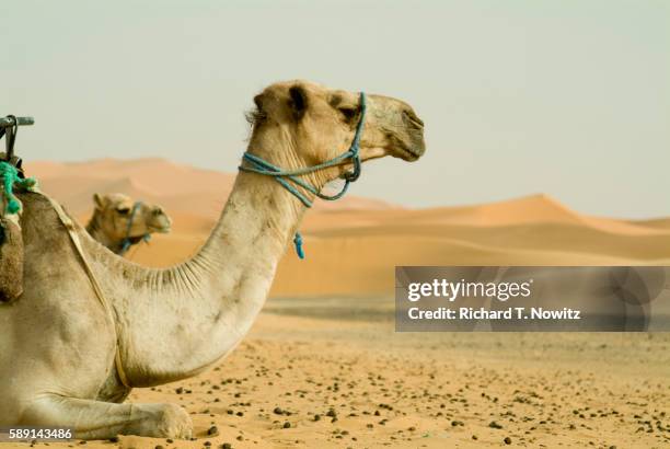 camels resting in erg chebbi - dromedar stock-fotos und bilder