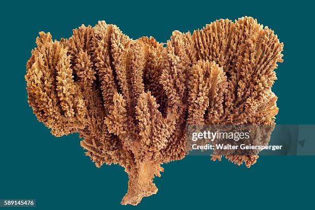 natural sponge, spongia barbara - spongia stock pictures, royalty-free photos & images