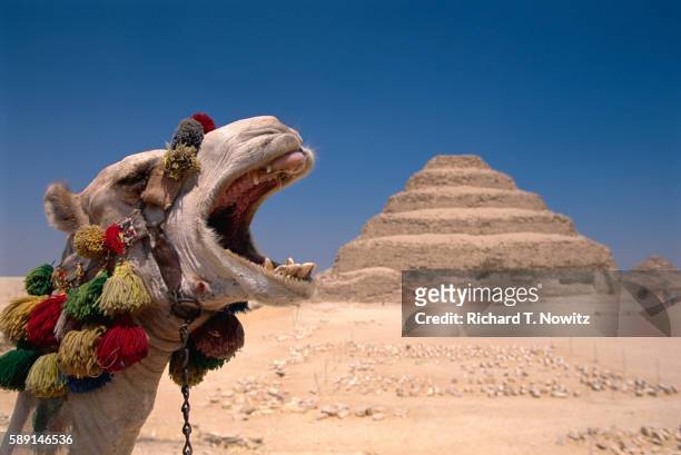 camel near the step pyramid of zoser - saqqara foto e immagini stock